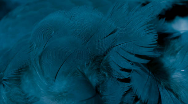 istock blue feather pigeon macro photo. texture or background 1509007300