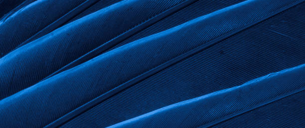 istock blue feather pigeon macro photo. texture or background 1509007301