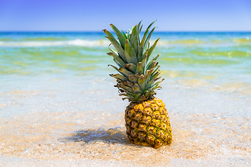 Pineapple with sunglasses and flower on tropical beach background. Summer concept.