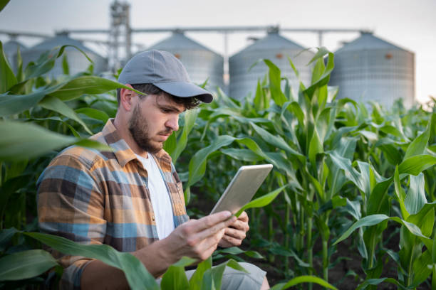 istock Serious male farmer working with digital tablet on corn fields. 1509014095