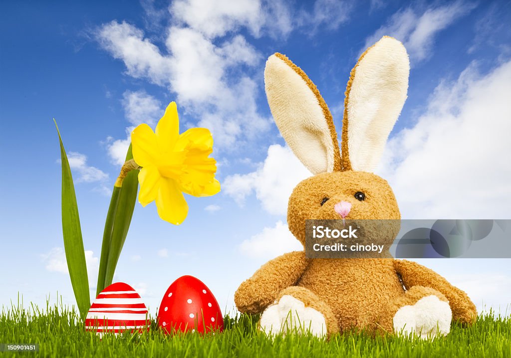 Easter Bunny Easter Bunny on a green meadow with two easter eggs and a daffodil Easter Stock Photo