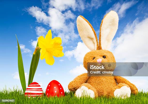 Easter Bunny Stock Photo - Download Image Now - Easter, Easter Bunny, Agricultural Field