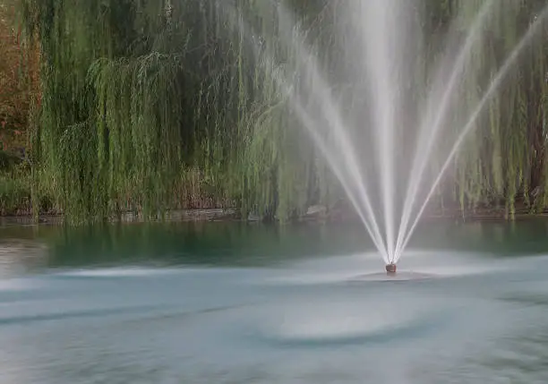 Water fountain in front of weeping willow