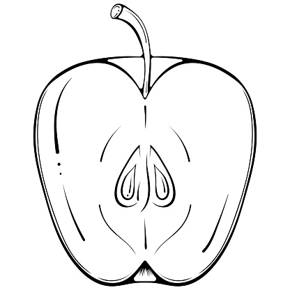 Half cut apple. Vector illustration in hand drawn sketch doodle style. Line art botanical natural ingredient for fresh juice isolated on white. Close up summer fruit. Coloring book page