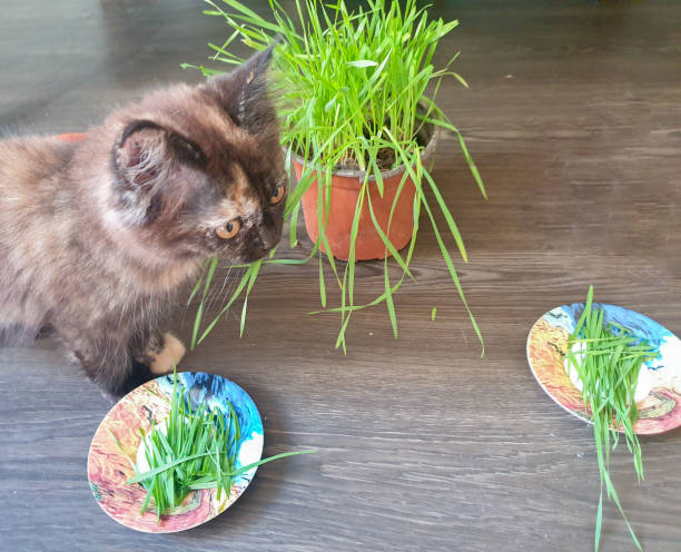 Domestic gray cat eats freshly grown green grass