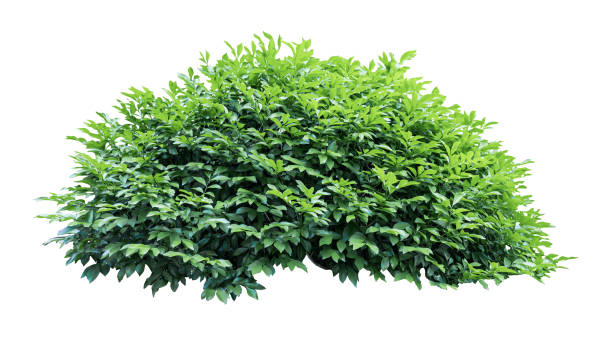 istock Tropical plant flower bush tree isolated on white background with clipping path. 1509029785