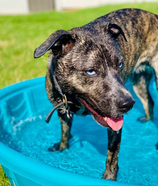 istock Brindle Dog with Blue Eyes Playing in Pool in Hot Weather 1509039091