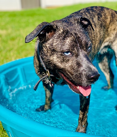 Brindle Dog with Blue Eyes Playing in Pool in Hot Weather
