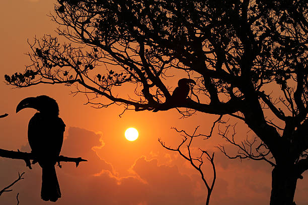 Silhouette of two Yellow Billed Horn-bills birds (Tockus leucomelas) stock photo