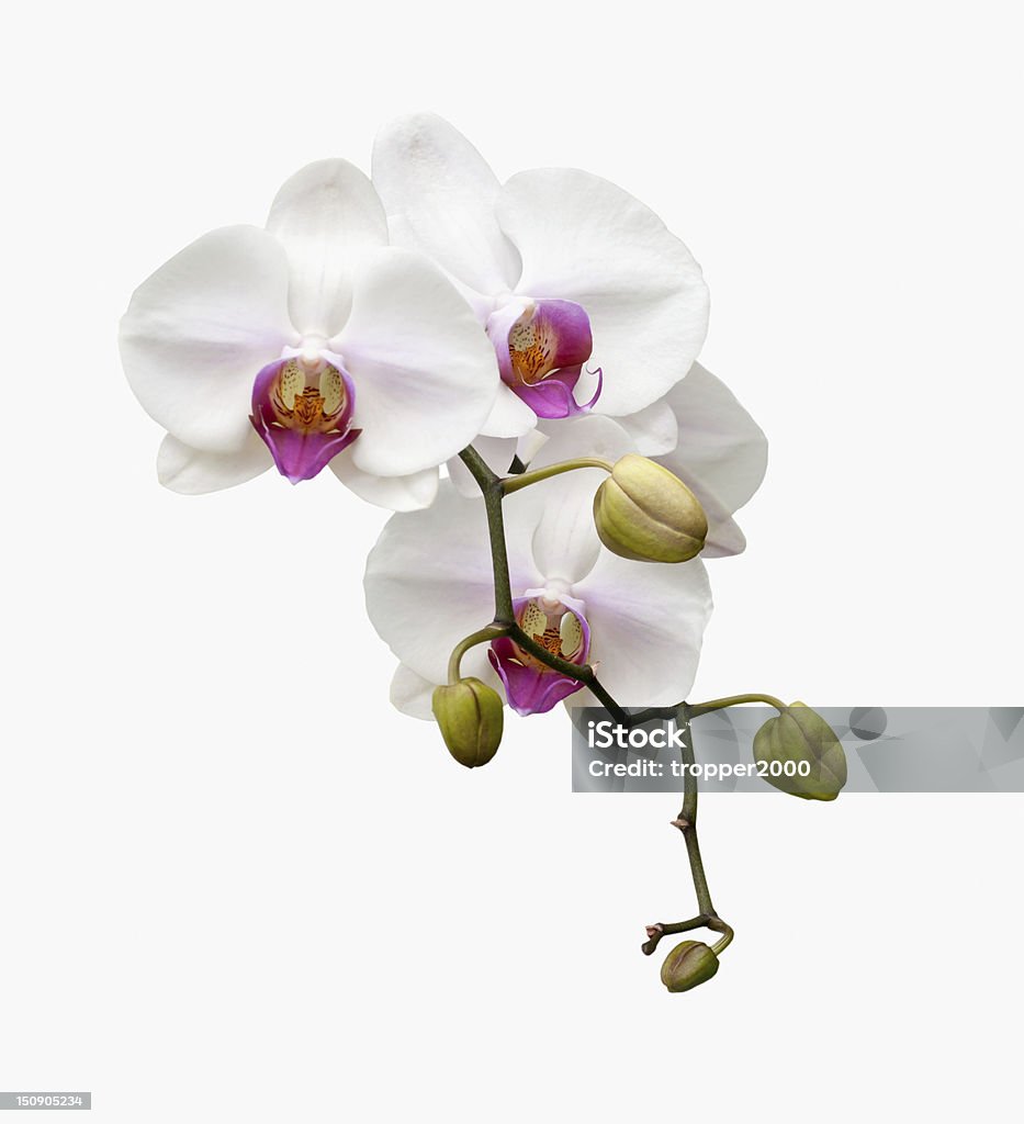 Beautiful white orchid blooming . Beautiful white orchid blooming on the white background. Beauty In Nature Stock Photo