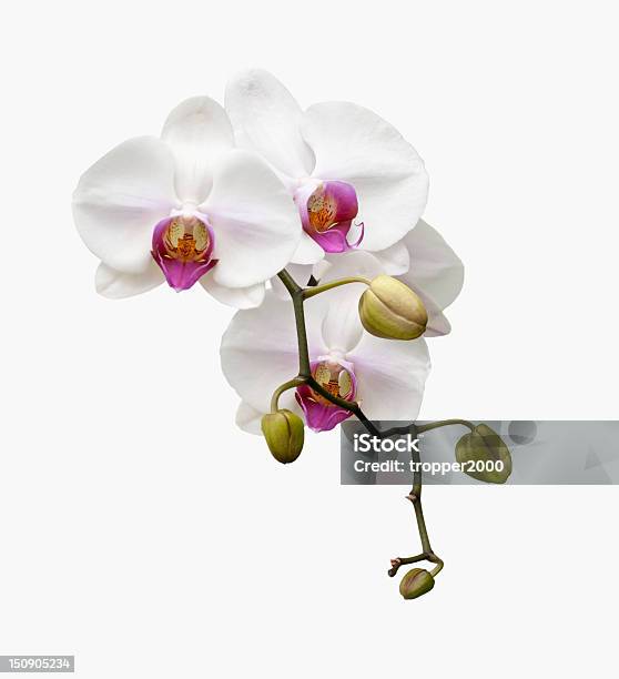 Beautiful White Orchid Blooming Stock Photo - Download Image Now - Beauty In Nature, Blossom, Botany