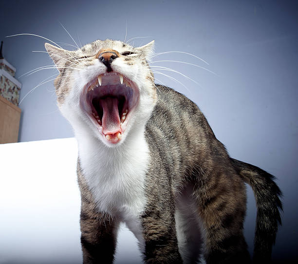cat yawning stock photo