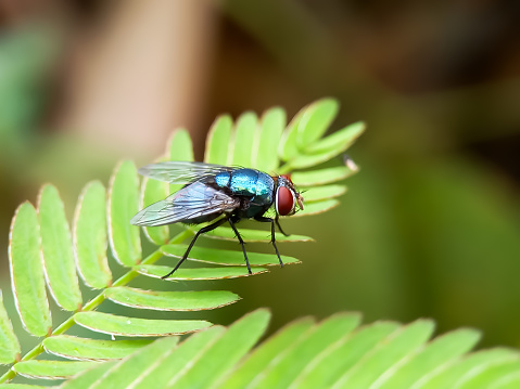 A deer fly biting the arm of the photographer.