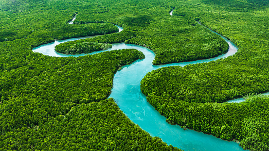 Aerial mangrove forest view at Phang Nga, Thailand