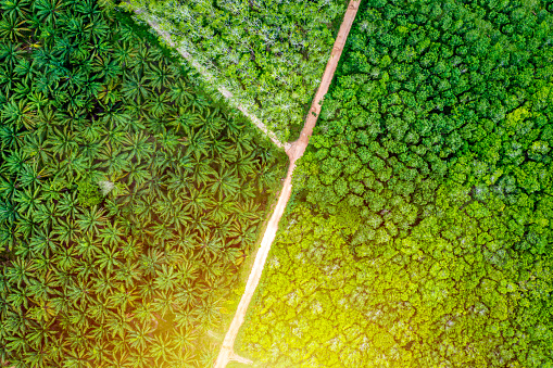 Aerial top view palm tree and rubber tree, Rainforest ecosystem and healthy environment concept and background, Texture of green tree farms view from above.
