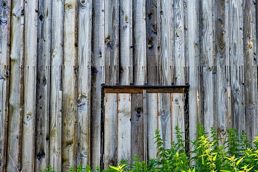 An old wooden wall with a door in the middle and a bush growing in front of it.