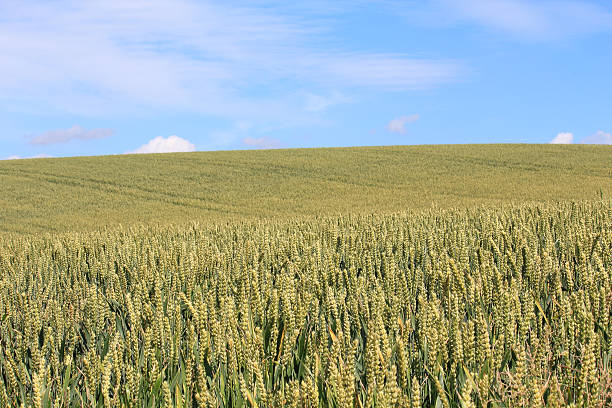 Field of wheat stock photo