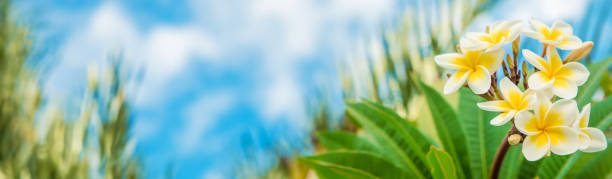 istock Plumeria flowers blooming against the sky. Selective focus. 1509081476