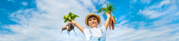 A child with a bunch of beets in the garden. Selective focus. nature.