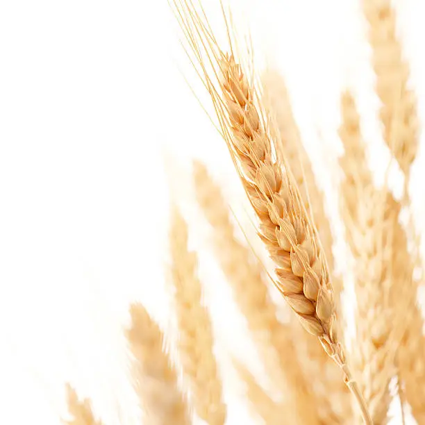 wheat ears against white background with copy space