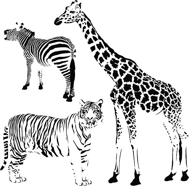 African striped and spotty animals vector art illustration