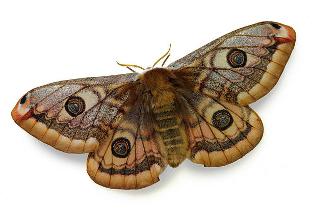 моль - saturn moth стоковые фото и изображения