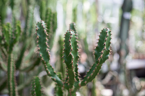Succulent cactus plant detail close-up perfect for backgrounds.