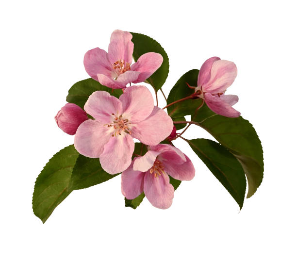 istock Spring composition. Pink apple tree flowers with buds and leaves isolated on white background, design element. 1509095738