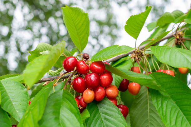 istock fruits of a ripening cherry hanging on a tree 1509097426