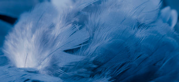 istock blue feather pigeon macro photo. texture or background 1509097979