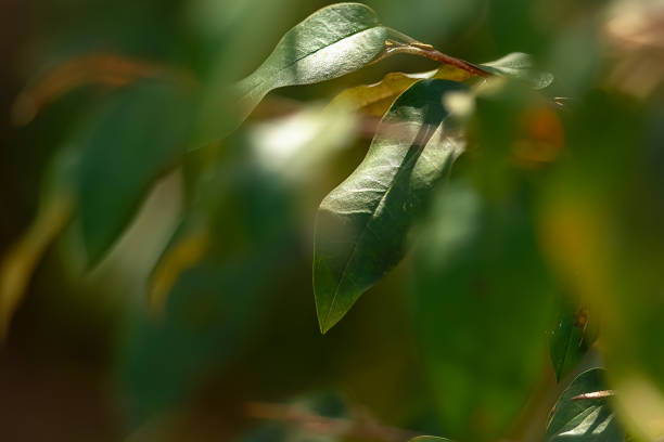 Green Leafs in Wildlife stock photo