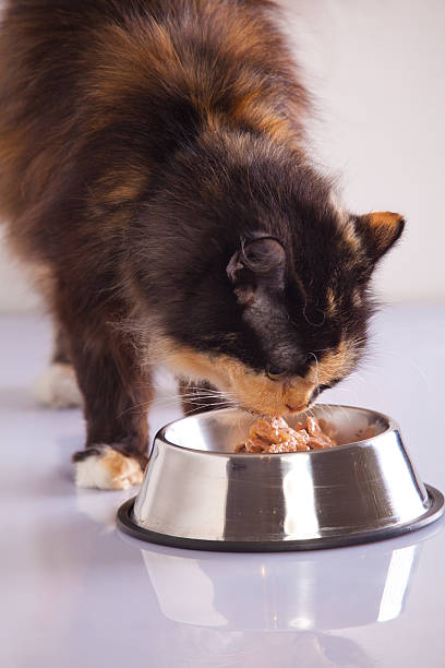 istock Cat eating food 150911878