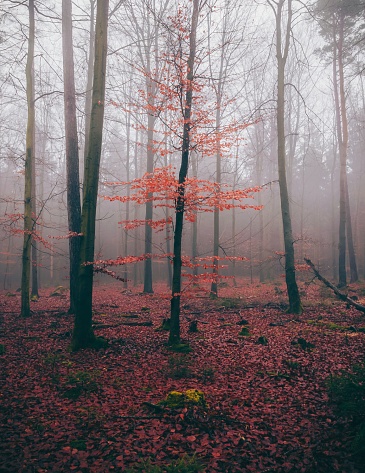 A red tree stands out in a mysterious foggy forest, creating a surreal atmosphere
