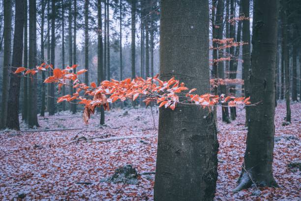 istock Single red-leafed tree stands out in a forest of evergreen trees 1509122498