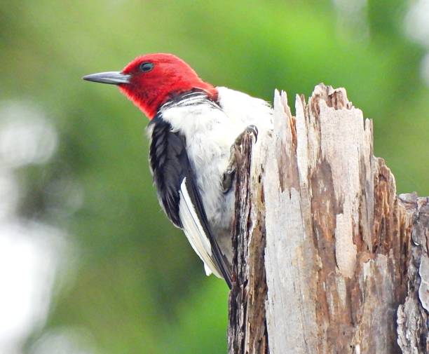 istock Red-headed Woodpecker (Melanerpes erythrocephalus) - perched on a snag 1509139806