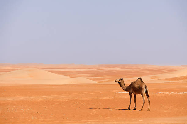 istock Dromedary Camel in the Sand Dunes 150914570