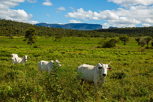 Brahman cattle in Queensland Australia