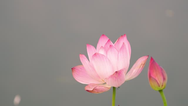 Blossoming lotus sway with the wind