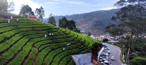 Tea Estate in Ooty