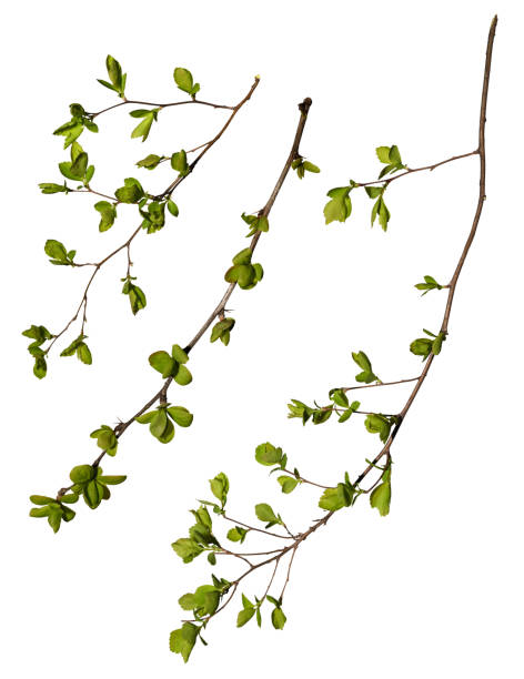 istock Set of tree branches with leaves isolated on a white background, design element. 1509147754