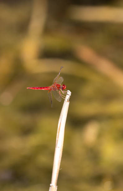 Red dragonfly is holding a piece of reed.