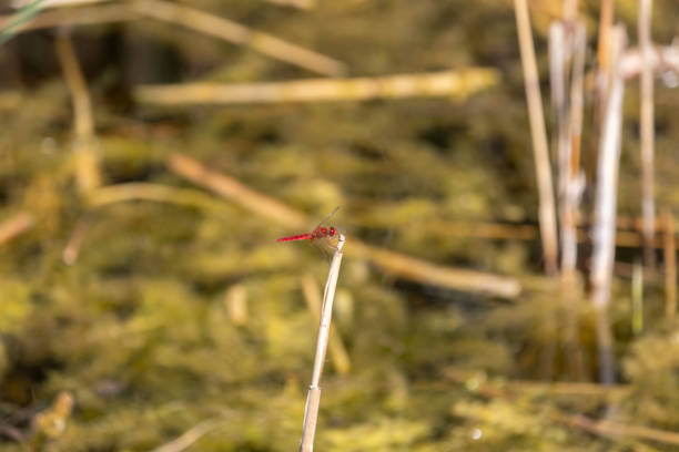 Red dragonfly is holding a piece of reed.