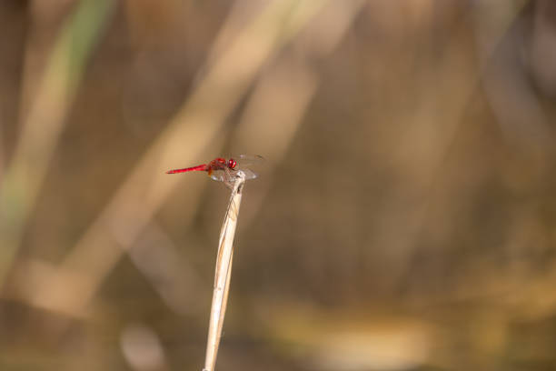 Red dragonfly is holding a piece of reed.