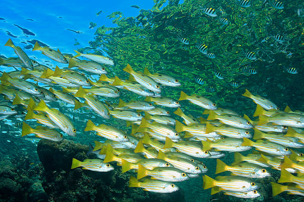 School of Snapper