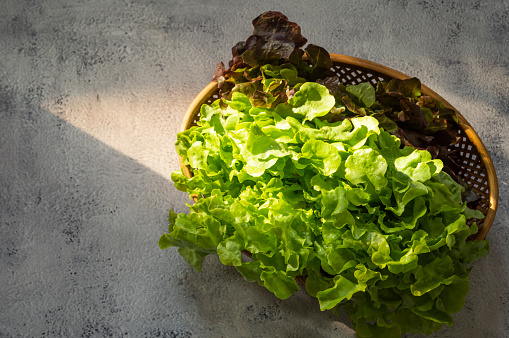 Green oak lettuce in bamboo basket. Top view. On white cement background.