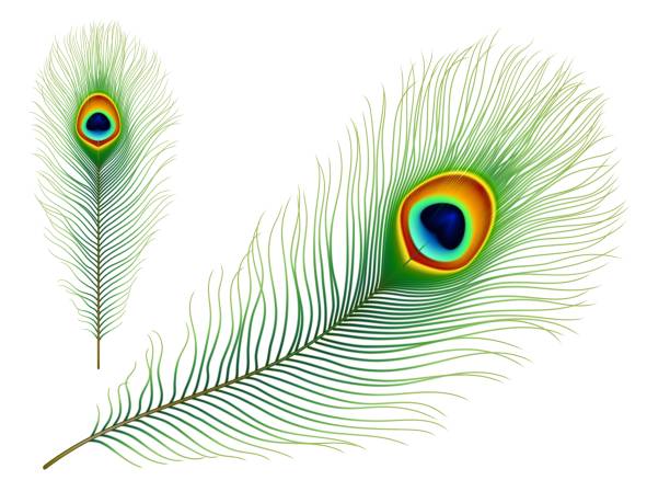 Peacock bird isolated realistic vector feather Peacock feather. Exotic tropical bird realistic vector colorful green feather with eye iridescent pattern. Peafowl tail or phoenix magic bird isolated plumage, elegant decoration element peacock feather stock illustrations