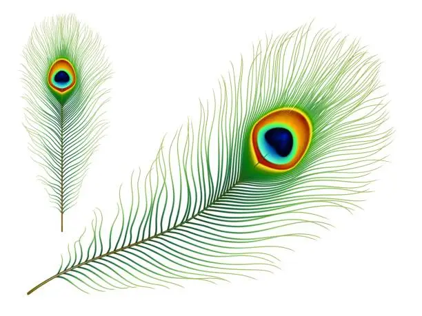 Vector illustration of Peacock bird isolated realistic vector feather