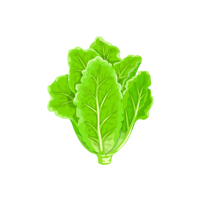 Cartoon lettuce salad vegetable or green leaf food, isolated vector. Salad lettuce or kale, Chinese cabbage, and chard salad or radicchio lettuce for vegetarian and vegan meal salad