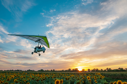 Motorized hang glider trike plane flies low above beautiful sunflower field at the sunset