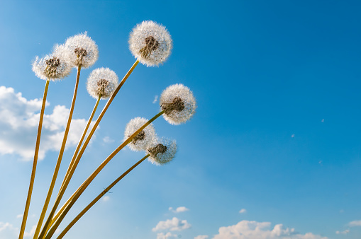 Bouquet of fluffy dandelions with blue sky and clouds on the background